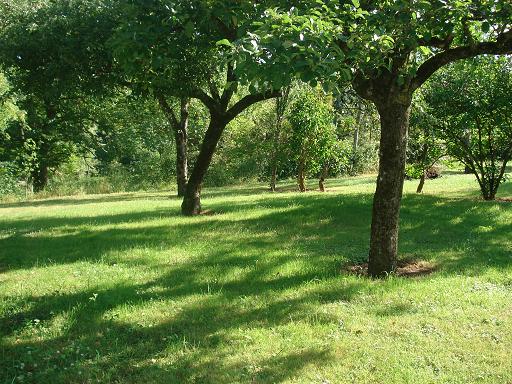 Un verger en pente douce.